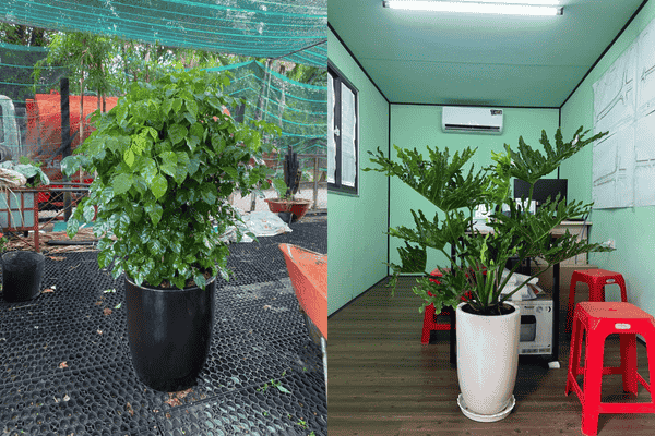 Cho Thuê Cây Cảnh Nội Thất -Decor event