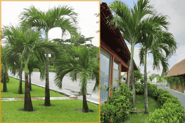 cay cau trang 05