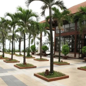 Cây Cau Trắng