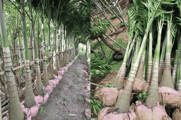 Giá Cây Cau Trắng Cao 2m, 3m, 4m, 5m Mới Nhất 2026
