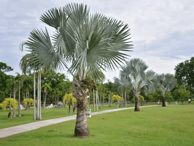 trồng cây kè bạc