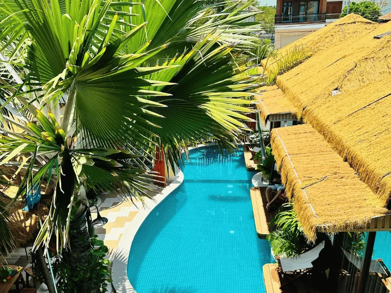 trồng cây kè bạc