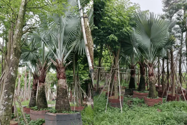Cây Kè Bạc