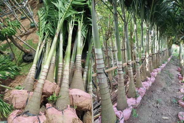 Cau Trắng