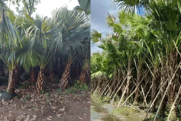 Cọ Xẻ