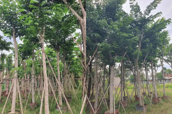 Giáng hương