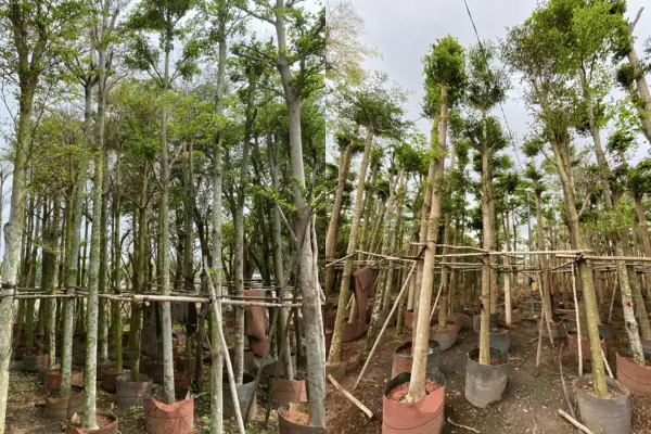 Bàng Đài Loan