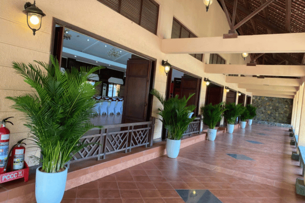 Cung Cấp Cây Cảnh Trang Trí Sự Kiện