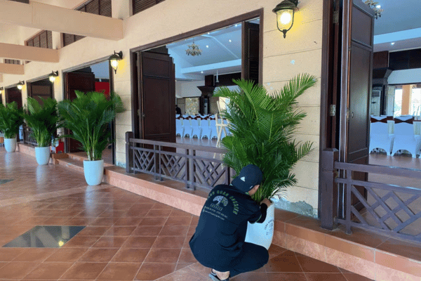 Cung Cấp Cây Cảnh Trang Trí Sự Kiện