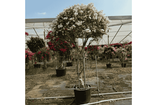 Hoa giấy tán dù ở Thủ Đức