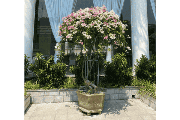 Hoa giấy tán dù ở Thủ Đức