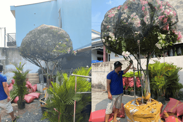 Hoa giấy tán dù ở Thủ Đức