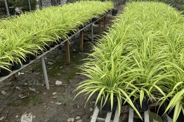 Dứa vạn phát, Dứa sọc vàng