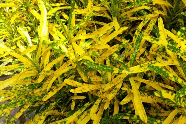 Co tòng