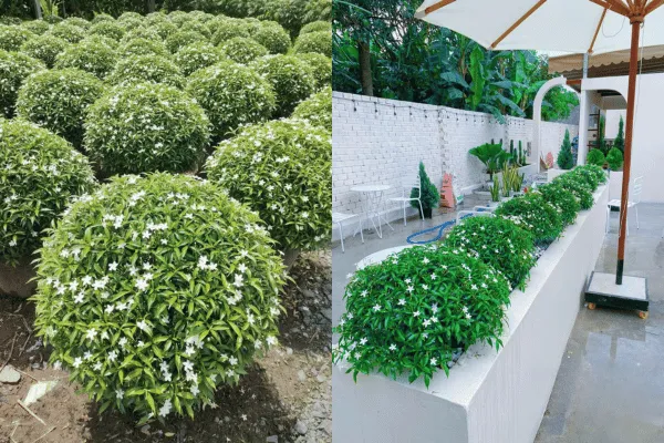 Cây Mai Vạn Phúc Col