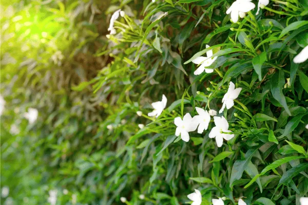 Hoa Mai Vạn Phúc
