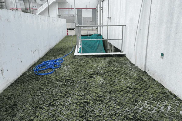 OnGreen Thi Công Trồng Cỏ Gạch Lỗ Cho Bãi Đỗ Xe, Lối Đi – Thi Công Nhanh, Giá Tốt