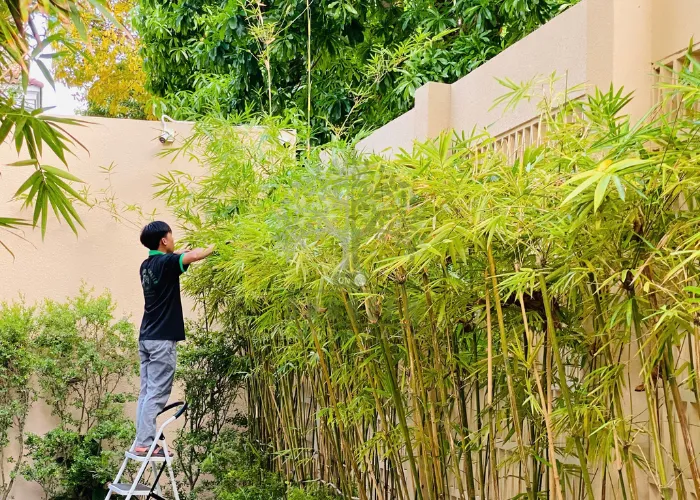 Cách Cắt Cành Cây Đúng Kỹ Thuật Không Làm Hỏng Cây 2 Cách Cắt Cành Cây Đúng Kỹ Thuật Không Làm Hỏng Cây
