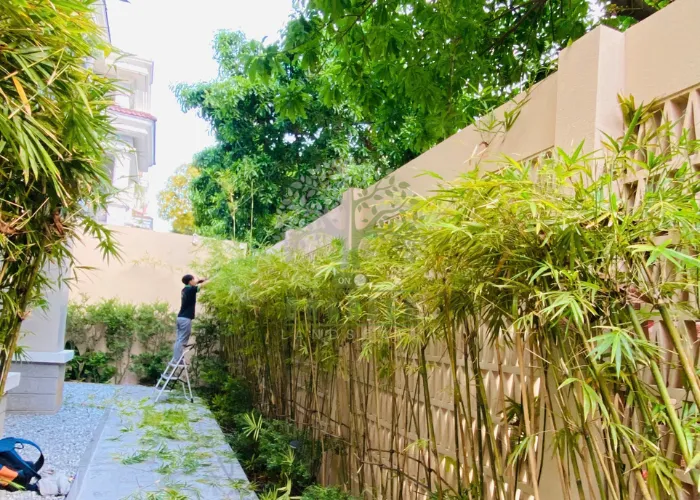 3 Bước Cắt Tỉa Cây Trúc Cần Câu Giữ Dáng Đẹp, Mọc Đều