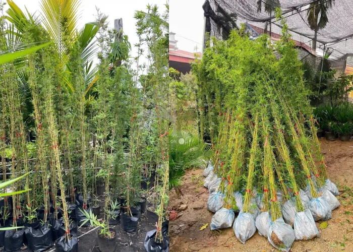 Cây Trúc Cần Câu