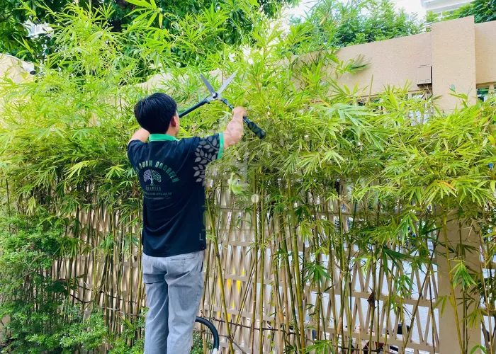 3 Bước Cắt Tỉa Cây Trúc Cần Câu Giữ Dáng Đẹp, Mọc Đều