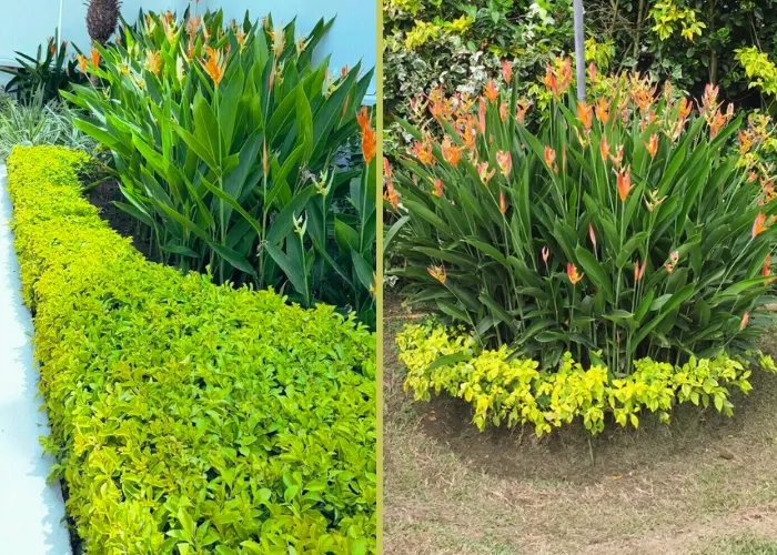 3 Mẫu Cảnh Quan Dùng Chuối Mỏ Két Làm Điểm Nhấn Mà Bạn Có Thể Áp Dụng Ngay