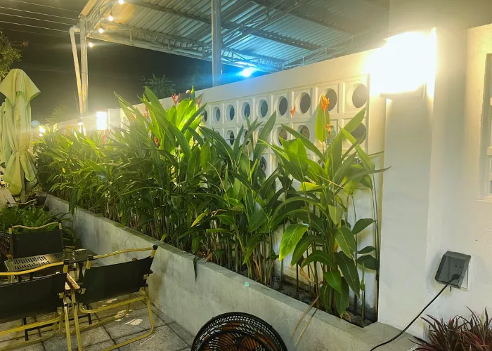 3 Mẫu Cảnh Quan Dùng Chuối Mỏ Két Làm Điểm Nhấn Mà Bạn Có Thể Áp Dụng Ngay