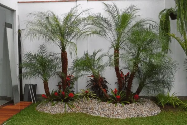 5 lý do cây Cau Nga Mi được ưa chuộng trong thiết kế cảnh quan