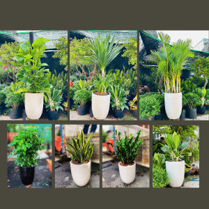 Top 7 loại cây cảnh được thuê nhiều nhất trong năm 2025