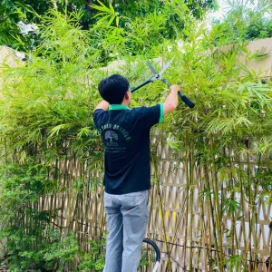 3 Bước Cắt Tỉa Cây Trúc Cần Câu Giữ Dáng Đẹp, Mọc Đều