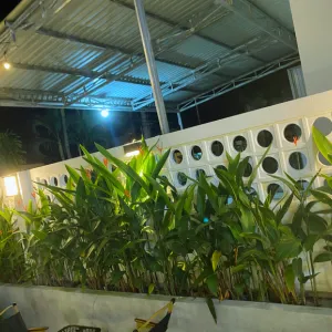 3 Mẫu Cảnh Quan Dùng Chuối Mỏ Két Làm Điểm Nhấn Mà Bạn Có Thể Áp Dụng Ngay