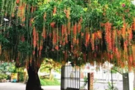 3 Sai Lầm Khiến Cây Lộc Vừng Lâu Ra Hoa
