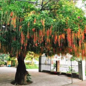 3 Sai Lầm Khiến Cây Lộc Vừng Lâu Ra Hoa