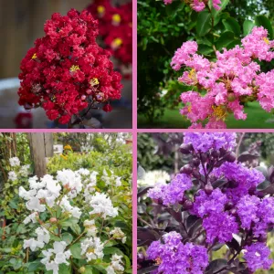 Hoa Tường Vi Có Bao Nhiêu Màu Phổ Biến? Ý Nghĩa Mỗi Màu Hoa Trong Phong Thủy