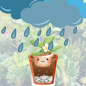 Mẹo thoát nước nhanh cho chậu cây trong mùa mưa kéo dài