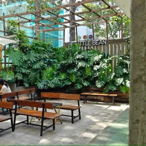 Trang Trí Quán Cà Phê Với Cây Trầu Bà Lá Xẻ – Xu Hướng Năm 2025