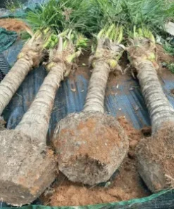 Cây Dừa - ONGREEN