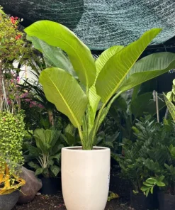 Cây Đại Phú Gia – Cây Phong Thủy Nội Thất Mang Tài Lộc Và May Mắn