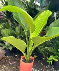 Cây Đại Phú Gia – Cây Phong Thủy Nội Thất Mang Tài Lộc Và May Mắn