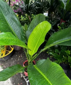 Cây Đại Phú Gia – Cây Phong Thủy Nội Thất Mang Tài Lộc Và May Mắn