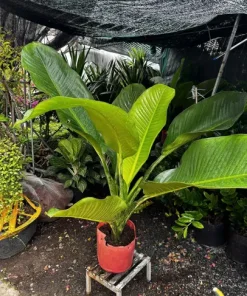 Cây Đại Phú Gia – Cây Phong Thủy Nội Thất Mang Tài Lộc Và May Mắn