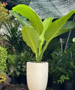 Cây Đại Phú Gia – Cây Phong Thủy Nội Thất Mang Tài Lộc Và May Mắn