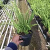 Cây Dương Xỉ – Lựa Chọn Xanh Cho Cảnh Quan Thiên Nhiên Thư Giãn