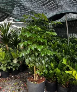 Lý Do Nên Có Một Chậu Cây Hạnh Phúc Trồng Trong Nhà – Vừa Đẹp Vừa Hợp Phong Thủy Năm 2025