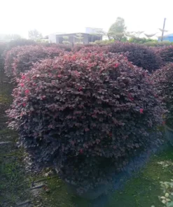 Cây Hồng Phụng – Cây Kiểng Lá Màu Nổi Bật Trang Trí Đẹp Mắt