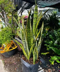 Cây Lưỡi Hổ – Cây Cảnh Thanh Lọc Không Khí Tốt Nhất Cho Mọi Nhà