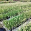 Cỏ Bông Lau – Vẻ Đẹp Tự Nhiên Trong Trang Trí Cảnh Quan & Sự Kiện
