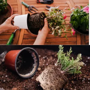 Hướng Dẫn 5 Bước Thay Chậu Cho Cây Nội Thất Đúng Cách