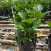 Mua Hoa Cẩm Tú Cầu Ở Thủ Đức – Đa Màu Sắc, Giao Nhanh Tận Nơi