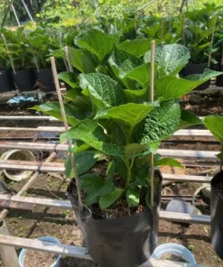 Mua Hoa Cẩm Tú Cầu Ở Thủ Đức – Đa Màu Sắc, Giao Nhanh Tận Nơi